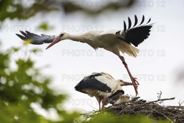 White stork (Ciconia ciconia) flies from the nest, pair with young birds in the nest, birds,