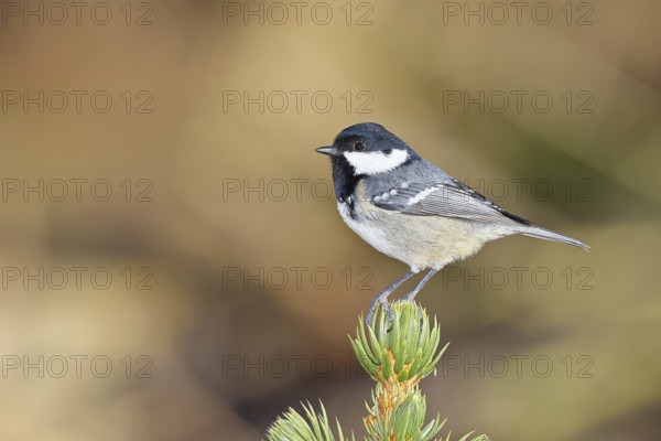 Fir tit (Parus ater), sitting on the top of a young spruce, European spruce (Picea abies),