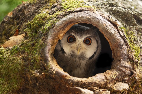 Northern White-faced Owl (Ptilopsis leucotis) captive, peering out from tree hole, Germany