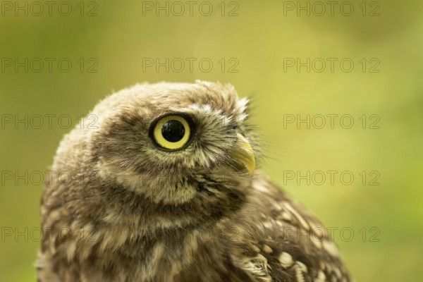 Little Owl glaux (Athene noctua) juvenile, Germany