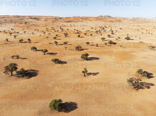 Sand dunes and camelthorn trees (Vachellia erioloba) in the Tsondab Valley in the Namib Desert.