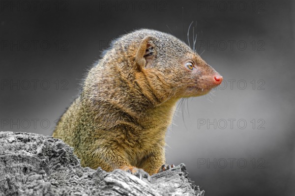 Dwarf mongoose (Helogale parvula), adult, captive, animal portrait, occurrence savannahs, light