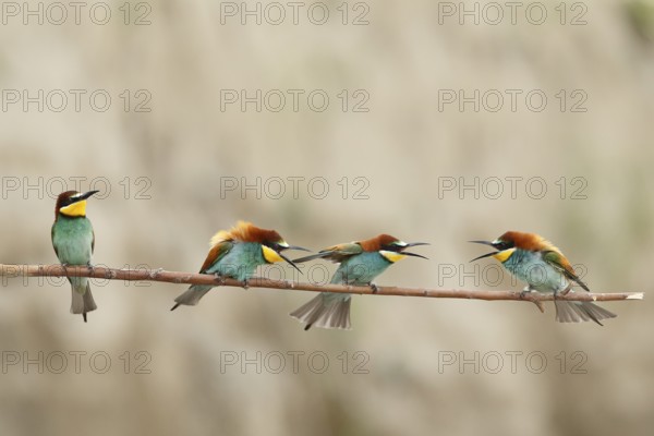 European Bee-eater (Merops apiaster), Piedmont, Italy