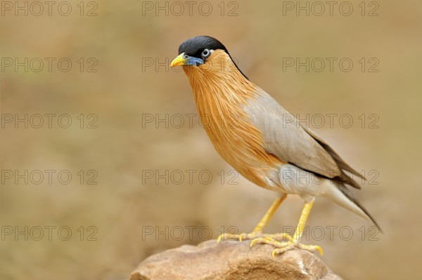 Brahminy myna or brahminy starling, Sturnia pagodarum, bird from India. Myna sitting on the stone,