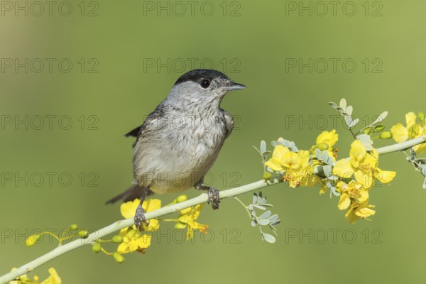 Eurasian Blackcap (Sylvia atricapilla) male, Eilat, Israel