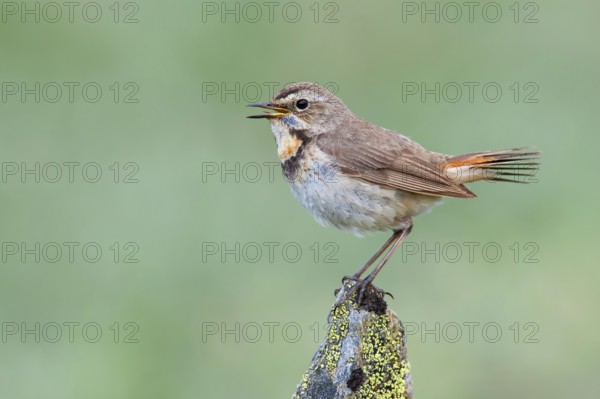 Bluethroat (Luscinia svecica svecica) female singing, Sweden