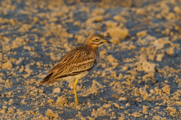 Eurasian Stone-curlew (Burhinus oedicnemus), Mallorca, Spain