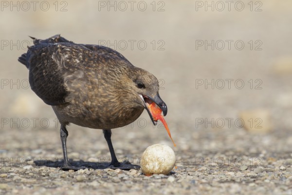 Brown (Subantarctic) Skua (Stercorarius antarcticus lonnbergi) scavenge for food near a penguin