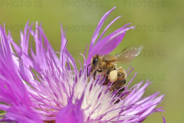 European honeybee (Apis mellifera), with pollen pellets, collecting nectar from a flower of the