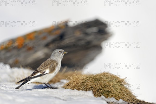 In search of food... Snowfinch (Montifringilla nivalis), also known as Snowfinch, in early spring