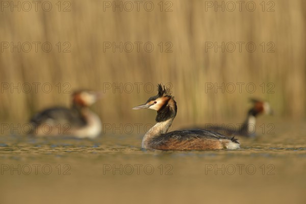 Great Crested Grebe (Podiceps Scalloped ribbonfish) in breeding plumage, breeding plumage, several,