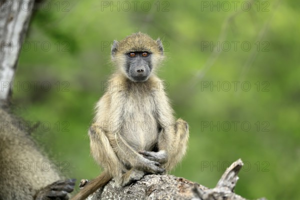 Bear baboon, Tschakma baboon (Papio ursinus), young animal, sitting, on the ground, alert, relaxed,