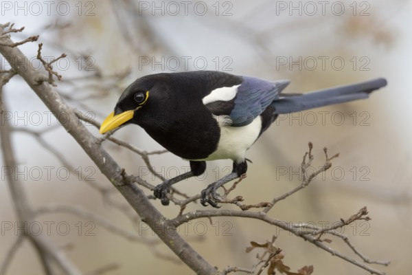 A Yellow-billed Magpie (Pica nuttalli), endemic to California, perched in a deciduous oak tree near