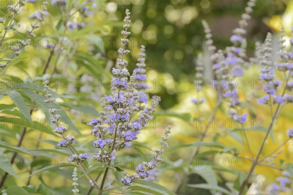 Monk's pepper or chaste tree (Vitex agnus-castus, Agnus-castus vulgaris, Vitex verticillata),