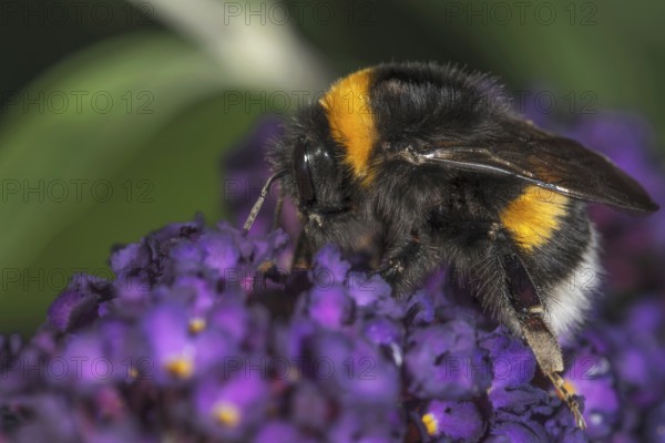 A Large earth bumblebee (Bombus terrestris) sitting on a flower panicle of the Buddleja shrub,