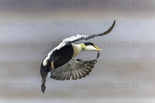 Eider duck (Somateria mollissima), drake flying, duck birds (Anatidae), Aventdalen, Longyearbyen,