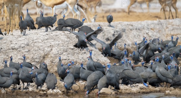 Helmeted guinea fowl (Numida meleagris), flock at the waterhole, Nxai Pan National Park, Botswana