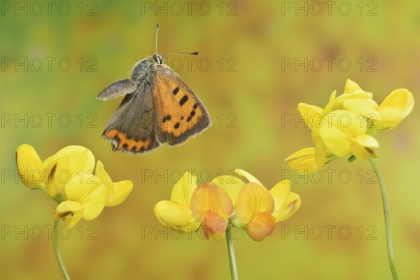 Small copper (Lycaena phlaeas) in flight on the flowers of the horseshoe vetch (Hippocrepis comosa)