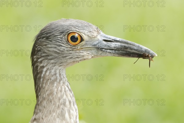 Yellow-crowned Night Heron (Nyctanassa violacea) juvenile with food in its beak, Texas, USA