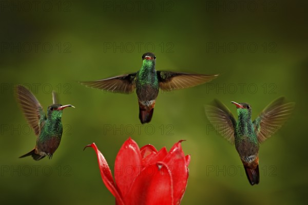 Three birds with red flower. Rufous-tailed Hummingbird, Amazilia tzacatl, bird flying next to