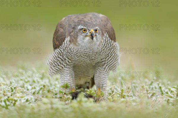 Goshawk, Accipiter gentilis, feeding on killed dark squirrel in the forest. Bird of Prey in the