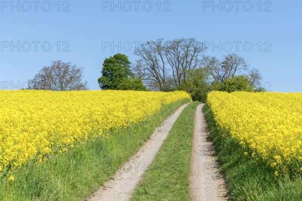 A grassy field path divides rapeseed fields under a bright blue sky, near Winnenden,