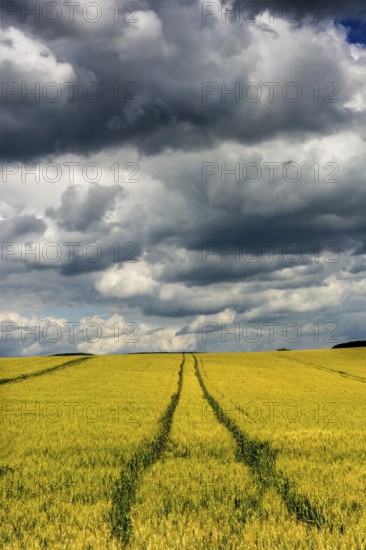 Golden wheat field under a dramatic sky with dark clouds and visible tractor trails. Limagne Plain.