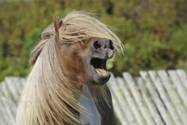 A horse with a flowing mane and open mouth neighing in front of a pasture fence in a rural setting,