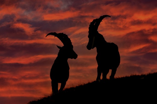 Ibex sunset in Alps. Animals silhouettes with orange evening sunset in the Alps. Alpine Ibex, Capra