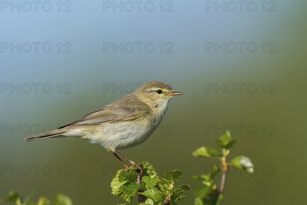 Fitis (Phylloscopus trochilus) Willow Warbler, male