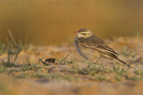 Tawny Pipit - Brachpieper - Anthus campestris, Oman