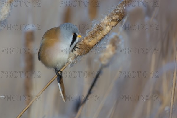 Bearded Reedling (Panurus biarmicus) male feeding on cattail seed, Thuringia, Germany