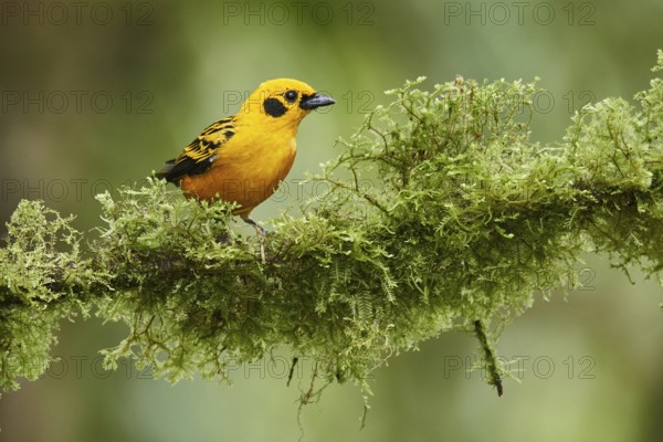 Golden Tanager (Tangara arthus) perched on a mossy branch, Ecuador