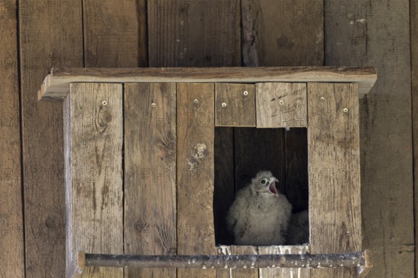 Kestrel (Falco tinnunculus) begging young bird at the incubator, village in Münsterland, North