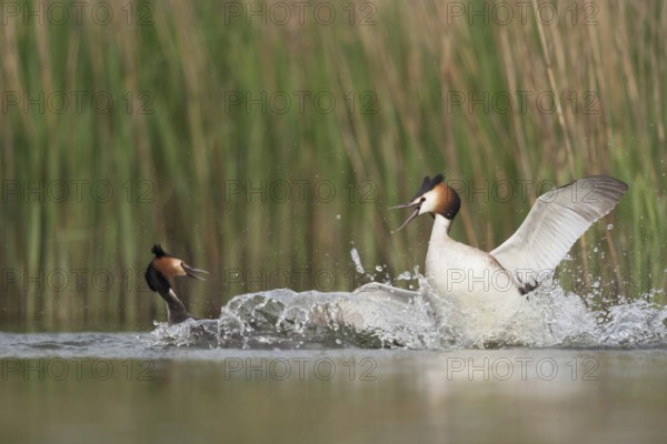 Great Crested Grebe (Podiceps Scalloped ribbonfish) in fierce fight, territorial disputes during