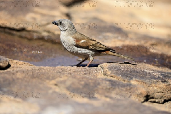 Damara Sparrow (Passer diffusus), adult, at the water's edge, Mountain Zebra National Park, Eastern