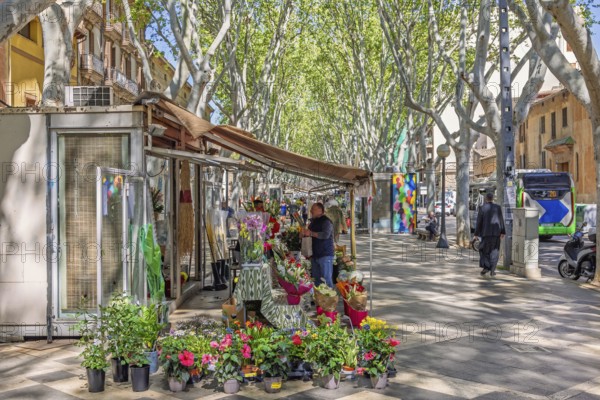 La rambla in Palma de Mallorca a attractive tree lined boulevard with fresh flower market and