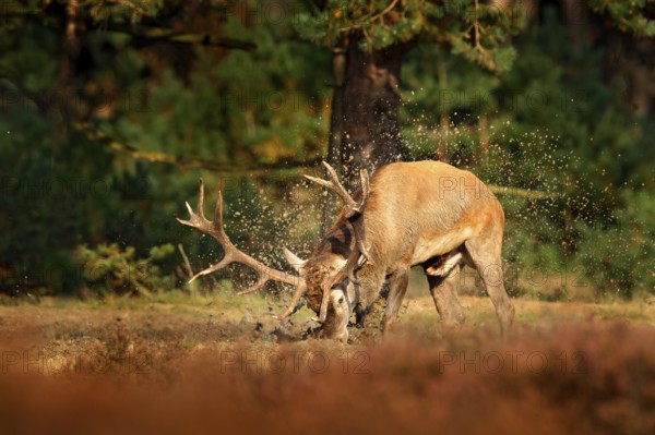 Red deer, rutting season, mud clay water bath. Deer stag, bellow majestic powerful adult animal