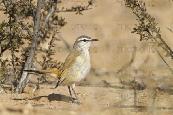 Kalahari Scrub Robin (Cercotrichas paena), Northern Cape, Kgalagadi Transfrontier Park, South