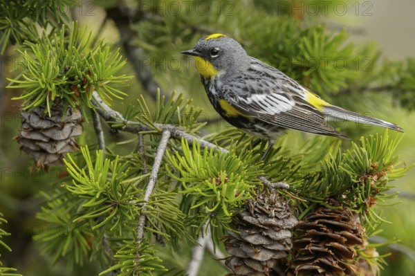 Yellow-rumped Warbler (Dendroica coronata) perched on a branch in the interior of British Columbia,