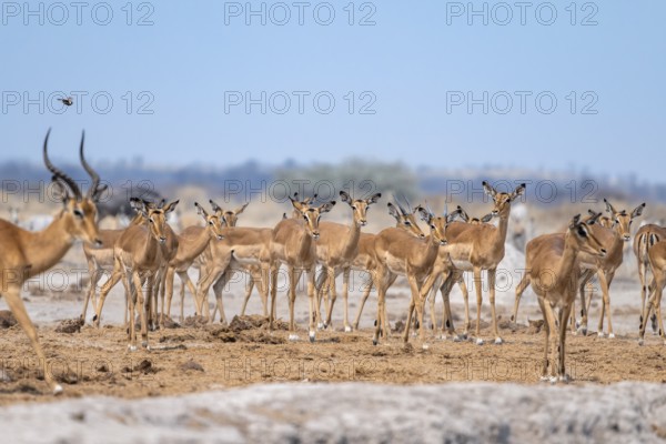 Herd of impala (Aepyceros melampus) at a waterhole, black heeler antelope, Nxai Pan National Park,