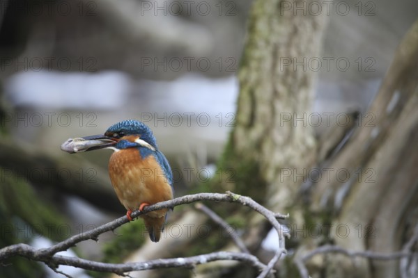 Kingfisher (Alcedo atthis) male in the snow, with a preyed-up common bald ibis (Cottus gobio)
