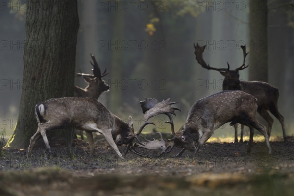Rivals... Fallow deer (Dama dama), fight of the fallow deer, fallow deer on their rutting ground,