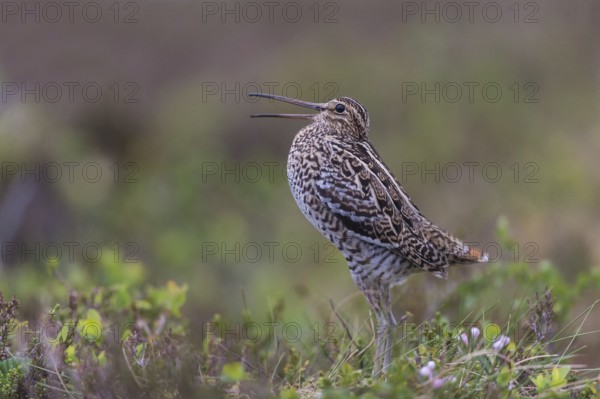 Doppelschnepfe (Gallinago media) Great snipe, male