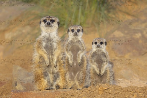 Meerkat (Suricata suricatta) family standing upright next to each other in rocky desert, Castile-La