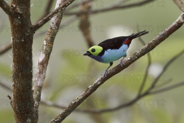 Paradise Tanager (Tangara chilensis), Ecuador