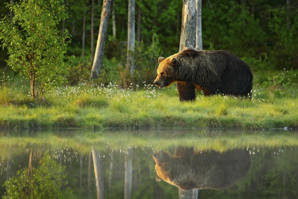 Brown bear walking in forest, morning light. Dangerous animal in nature taiga and meadow habitat.
