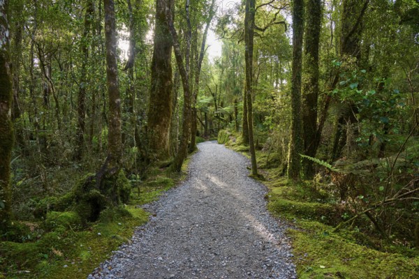 A narrow, light-coloured path runs through a sparse, moss-covered forest, summer, Lake Matheson,