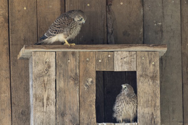 Kestrel (Falco tinnunculus) young bird already able to fly looking at its sibling, village in