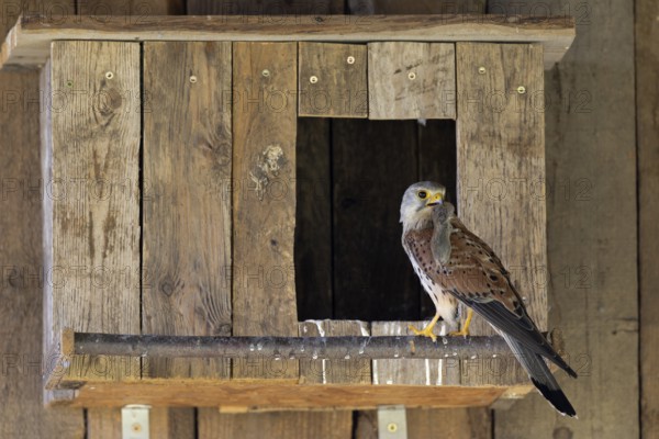 Kestrel (Falco tinnunculus) male with captured mouse for the young, village in Münsterland, North
